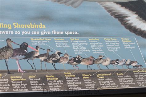 Shorebirds: a video, an overview, and an ID chart - Dewees Island ...