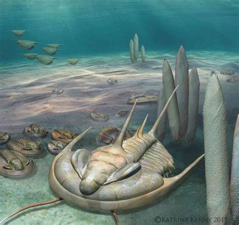 Fossil of giant sea creature discovered in South Australia