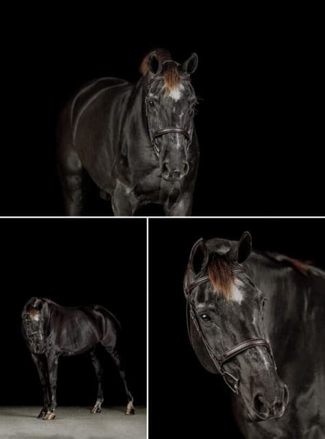 Black Background Horse Portraits | Catherine Michele Photography Blog