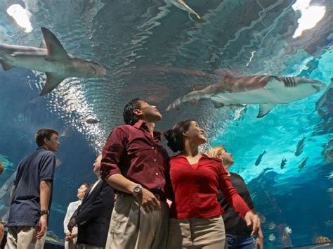 Explore This One-Of-A-Kind Aquarium In Kentucky The Whole Family Will Love | Newport aquarium ...