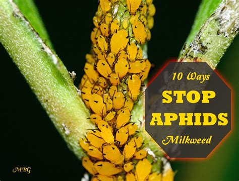 How To Control Aphids on Milkweed Plants- Monarch Butterfly