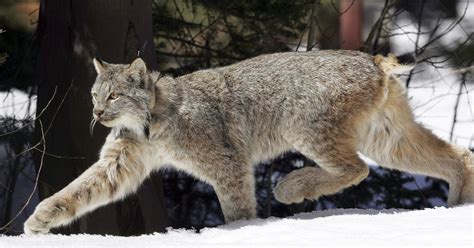 Canada lynx no longer need special protection