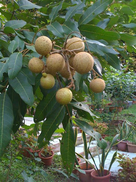 Gardening Dream Inspire: Longan Fruits