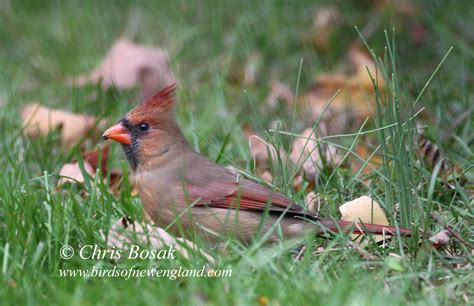 Cardinal plumages | Birds of New England.com