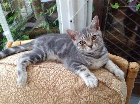 blue tabby cat - Google Search | Silver tabby kitten, British shorthair silver tabby, Tabby kitten