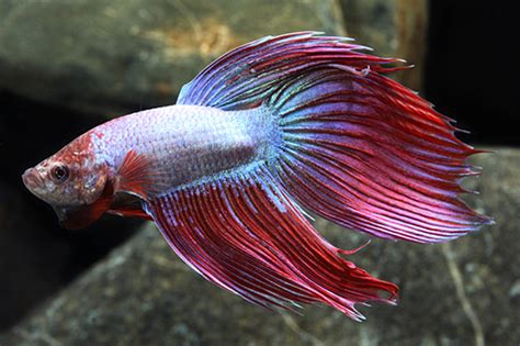 Giant Betta Male LARGE - Bluegrassaquatics.com