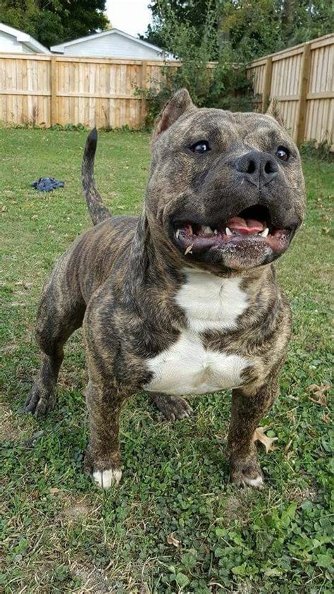 Brindle | Bully breeds dogs, Pitbull dog puppy, Pitbull terrier