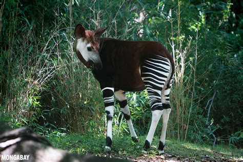 Congo Jungle Africa - Forest Governance Republic Of Congo Global Forest Atlas / Video, 00:04 ...