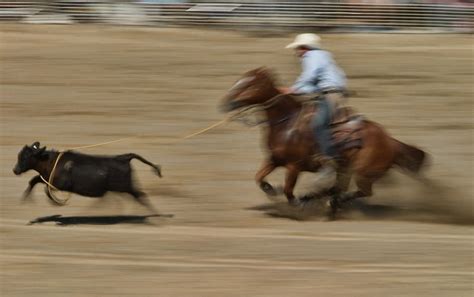 Calf Roping Photograph by Guillermo Gonzalez - Pixels