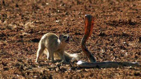 Ces 10 animaux sont des prédateurs de serpents – Page 4 – homenal