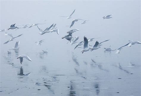 Chilika Wildlife Sanctuary, India Photos