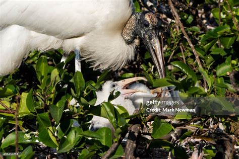 Wood Stork Nesting High-Res Stock Photo - Getty Images