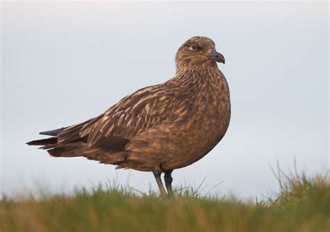 Skua | bird species | Britannica