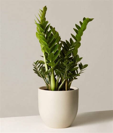 Ultimate Guide to ZZ Plants (Zamioculcas zamiifolia) - Petal Republic