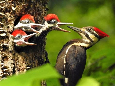 13 Types of Woodpeckers Birders Should Know - Birds and Blooms