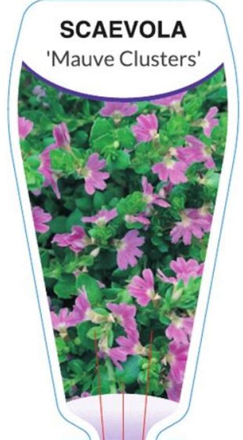 Scaevola albida Mauve Clusters NATIVE