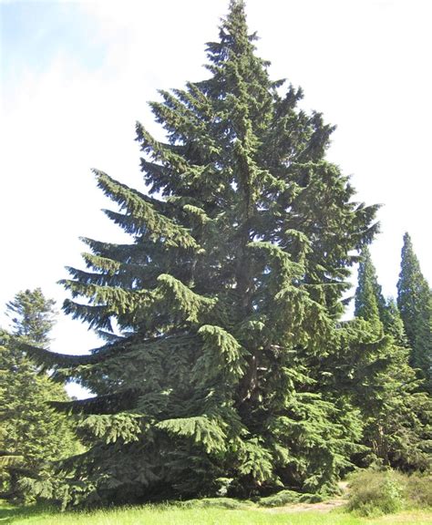 Western Hemlock - Tree Guide UK - Western Hemlock tree identification