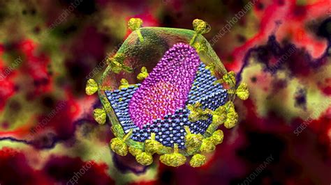 HIV virus structure, animation - Stock Video Clip - K012/4747 - Science Photo Library