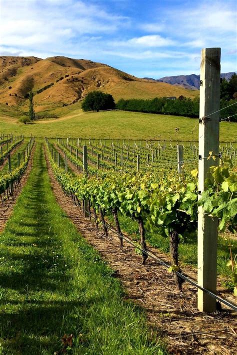 A Guide To The Best New Zealand Winery Tours: North & South Islands