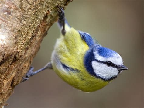 Blue Tit: A Birdwatcher's Guide | John R. Cammidge