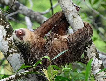 Hoffmann's two-toed sloth - Wikipedia