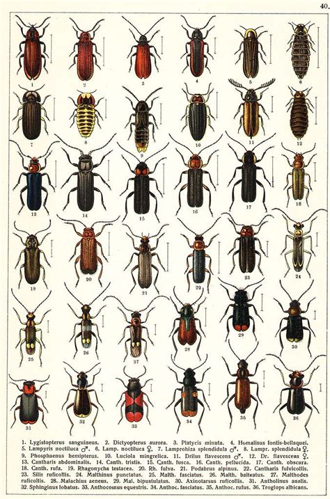 Pin by Karli Ware on Bugs | Beetle insect, Animal posters, Insect ...