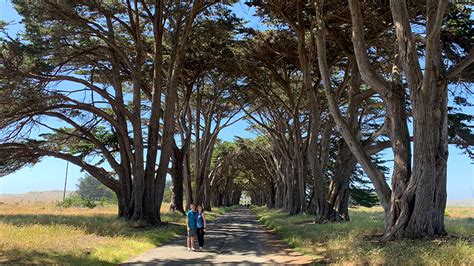 Cypress Tree Tunnel At Point Reyes National Seashore