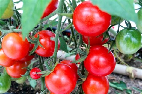 Cherry tomato harvesting experience | Welcome to Tahara