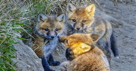 Fox Babies - Fascinating Facts about the Animals Too Cute To Be True - Learn About Nature