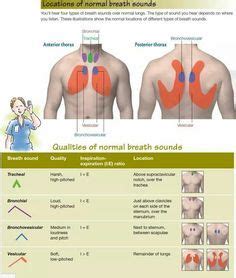 Normal breath sound locations | Nursing school survival, Nursing school studying, Nursing school ...