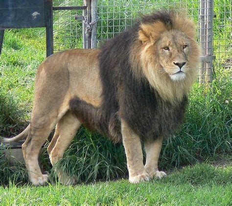 Here is a lion also known as a Cape Lion which was thought to be extinct till people found a ...