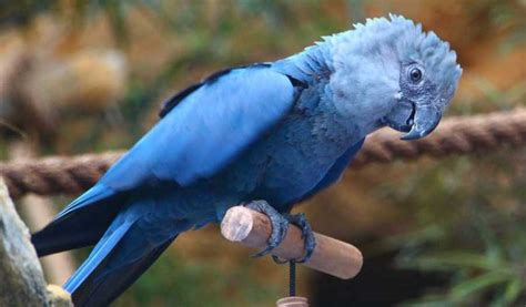 Spix’s Macaw That Inspired 'Blu' In Film Rio Is Now Extinct