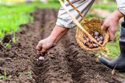 What is Subsistence Farming? The Past, Present, and Future