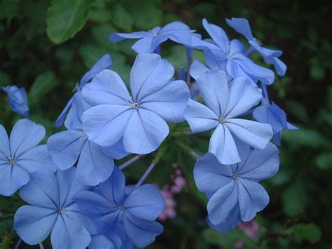 Plumbago auriculata (Cape Leadwort, Cape plumbago) | North Carolina ...