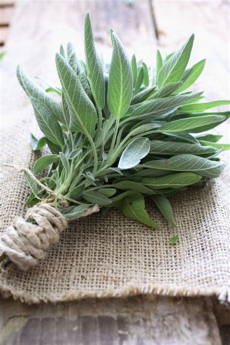 The Herbal Guide to Sage: an Easy-Growing Healing Herb - Garden Therapy