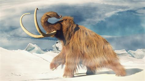 Humans drove woolly mammoths to extinction - Earth.com