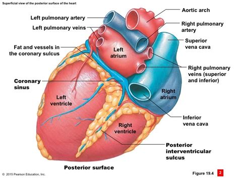 Posterior Interventricular Sulcus