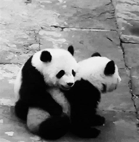 And learning to sense when your partner needs a hug should be a top priority. | Panda hug ...