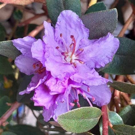 Rhododendron 'Purple Gem', Rhododendron 'Purple Gem' - uploaded by ...