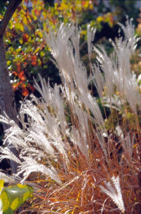 15 Beautiful Ways to Use Ornamental Grasses in Your Landscape