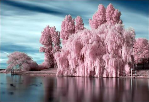 Love willow trees | Pink trees, Nature photography, Beautiful nature