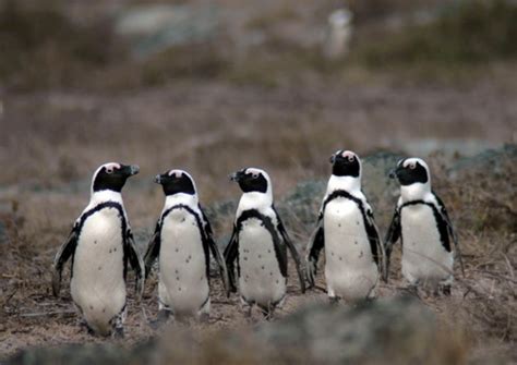 10 Facts about African Penguins - Fact File