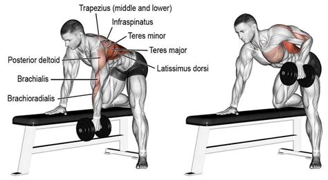 Dummbell Row Nasıl Yapılır? Faydaları Nelerdir?