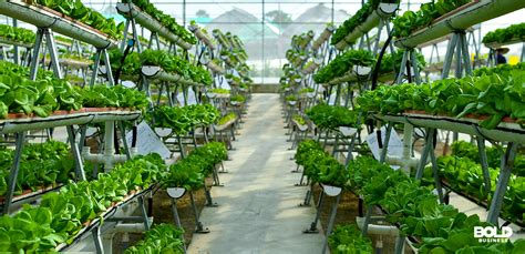 Commercial Indoor Farming: Solving Global Food Security Challenges