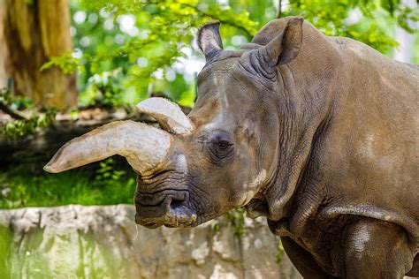 Sad Rhino Photograph by Robert Moorhead - Pixels