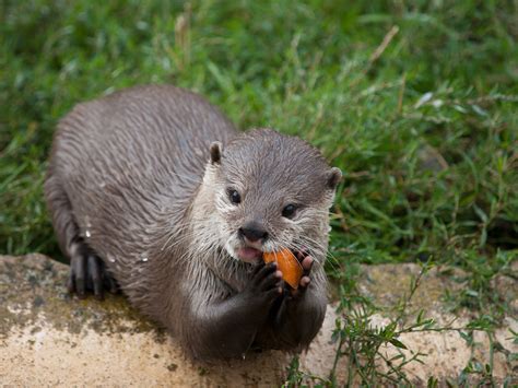 Interesting Facts About North American River Otter - Animal Media ...