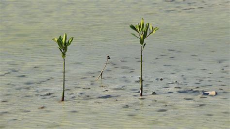 Viviparous Germination