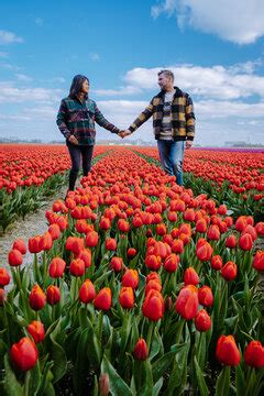 Tulip Field Aerial Images – Browse 4,807 Stock Photos, Vectors, and ...