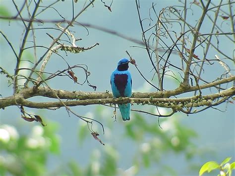 Home - Honduran Birds