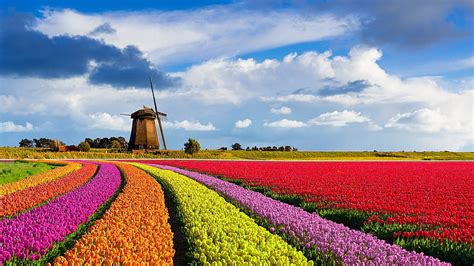 Tulip fields in the Netherlands, windmill, blossoms, clouds, colors ...